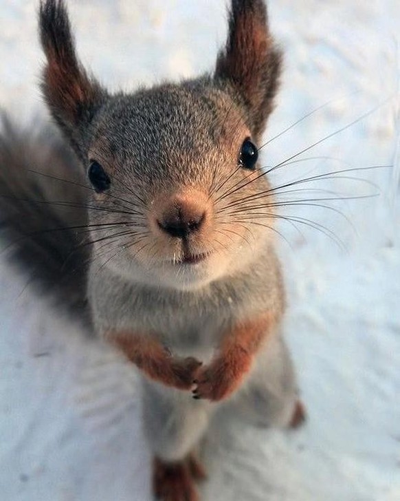 cute news tier eichhörnchen

https://www.reddit.com/r/squirrels/comments/18wusia/oh_brother_he_is_looking_at_me/
