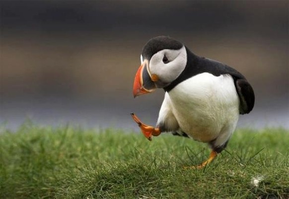 cute news tier puffin papgeitaucher

https://imgur.com/gallery/puffin-on-some-grass-VEv2L