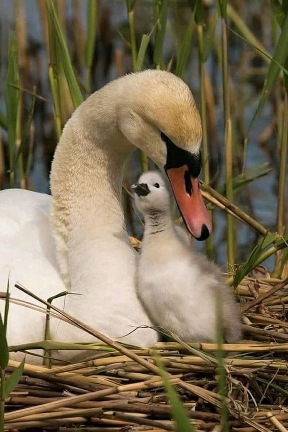 cute news tier schwan

https://ch.pinterest.com/pin/1121888957179833975/