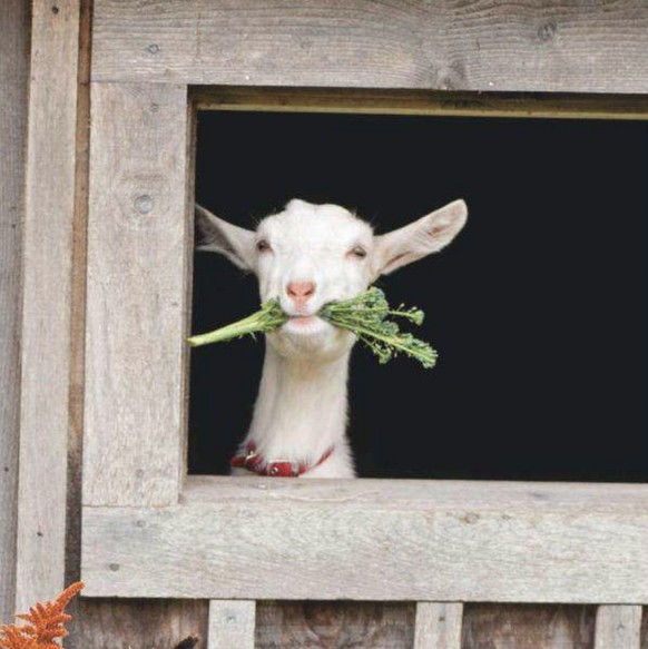 cute news tier ziege

https://ch.pinterest.com/pin/1121888957206566602/