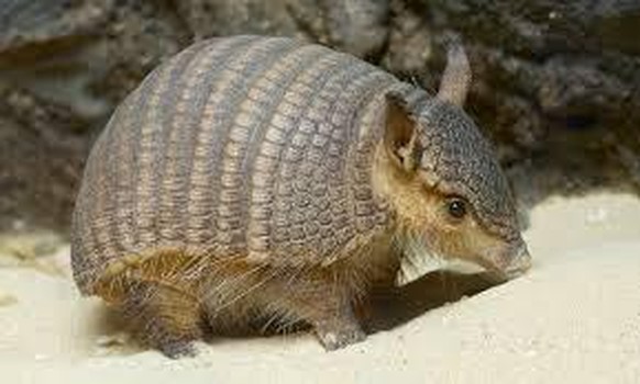 gürteltier cute news animal tier armadillo

https://www.reddit.com/r/Armadillo/comments/rxiki3/cute_baby_armadillo/