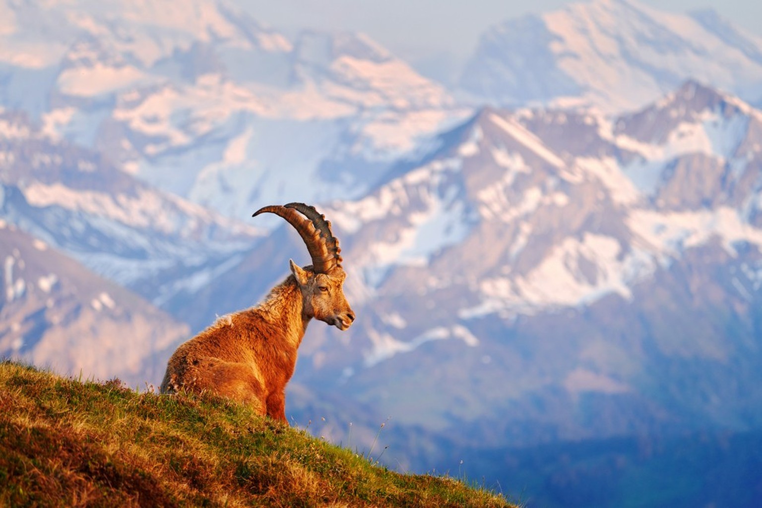 La Suisse, ce mauvais élève de l&#039;Europe en biodiversité