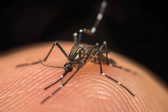 L'Aedes aegypti est une espèce de moustique capable de transmettre de graves maladies.