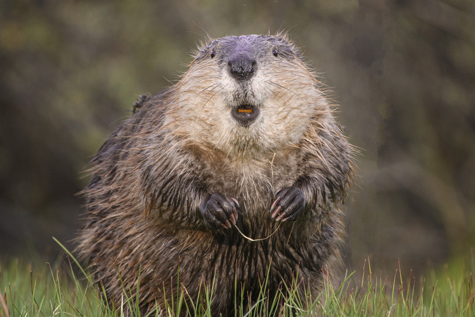 The Comedy Wildlife Photography Awards 2023
Jorn Vangoidtsenhoven
Wichita Falls
United States
Title: Flossing Beaver
Description: Even beavers floss before and after every meal!
Animal: Beaver
Locati ...