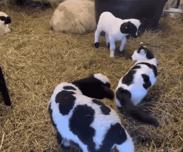 GIF animé