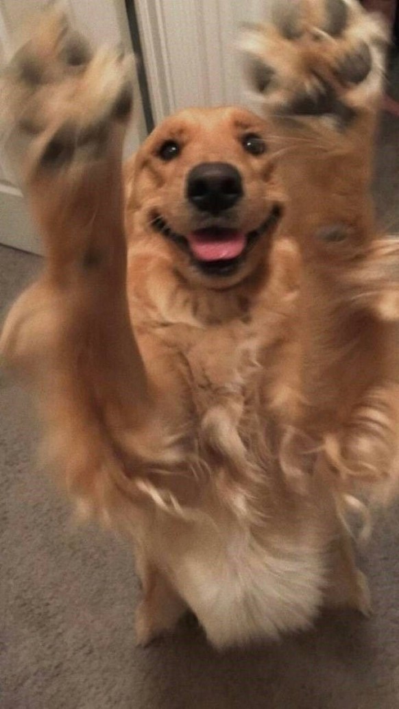 cute news tier hund

https://ch.pinterest.com/pin/1121888957169122696/