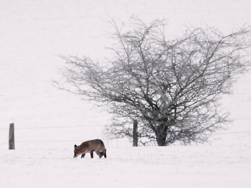 Un arrêté municipal de la préfecture du Jura de janvier 2024 autorise le prélèvement de renards après notamment des &quot;attaques répétées de poulaillers&quot;. (Photo d&#039;illustration)