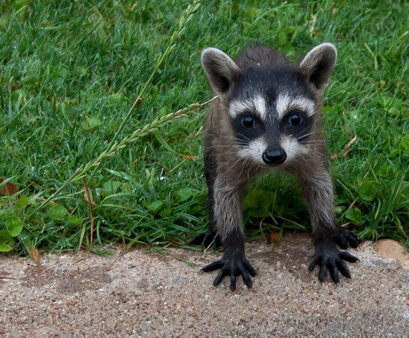 cute news tier raccoon waschbär

https://www.reddit.com/r/Raccoons/comments/11p6p6j/its_a_baby/