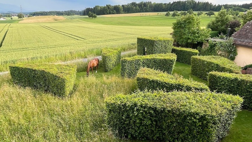 Un cheval broute entre des haies taillées en formes géométriques, avec des champs en arrière-plan.
