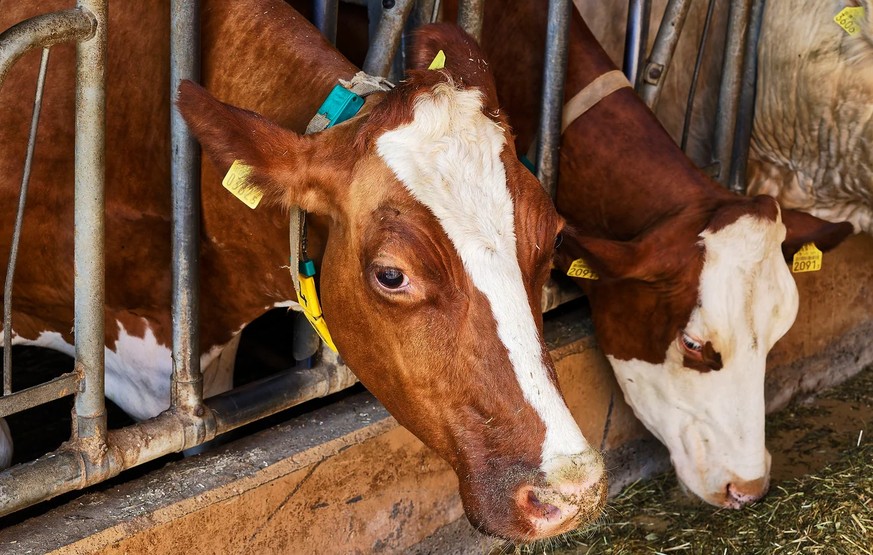 https://www.schweizheute.ch/schweiz/bauer-haefely-muss-milchkuh-dalia-zum-metzger-geben-ld.4215001
Landwirt Christoph Haefely Hägendorf SO