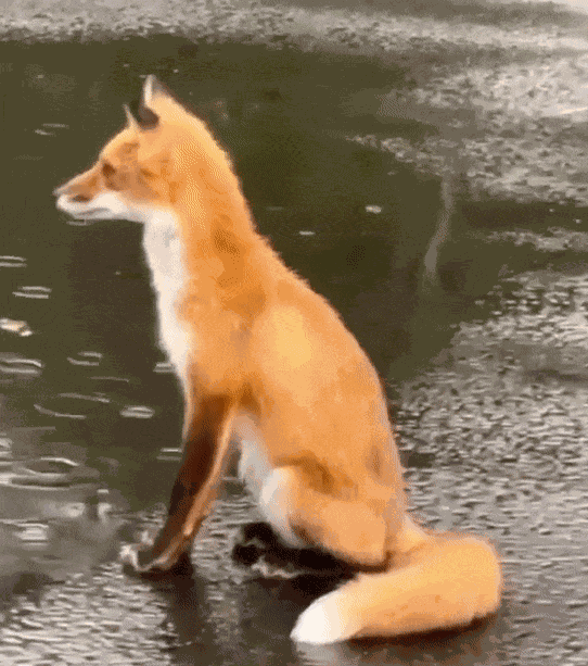 GIF animé