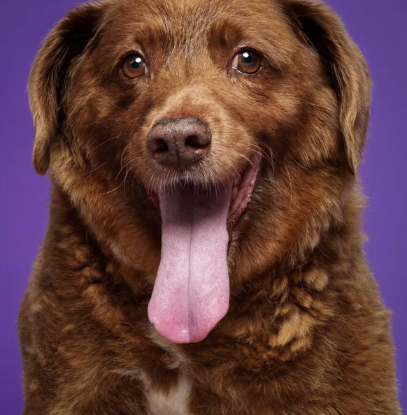 Un portrait de Bobi