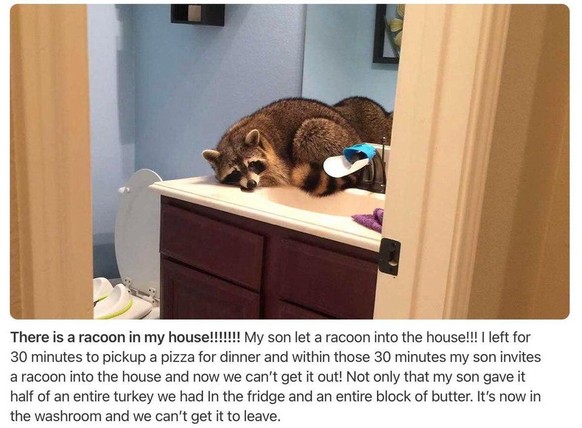 «Il y a un p*** de raton laveur chez moi!!!! Mon fils l'a laissé entrer! Je suis partie 30 minutes chercher une pizza et mon fils invite un raton laveur dans la maison et on n'arrive pas à le mettre d ...
