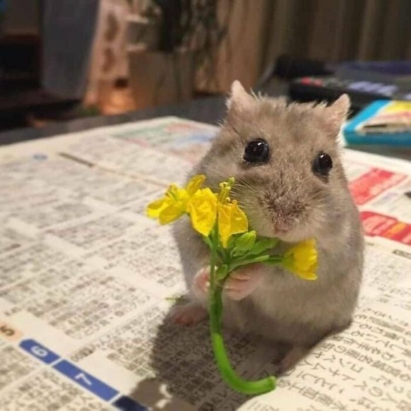 cute news animal tier hamster

https://www.facebook.com/theblessedimages/