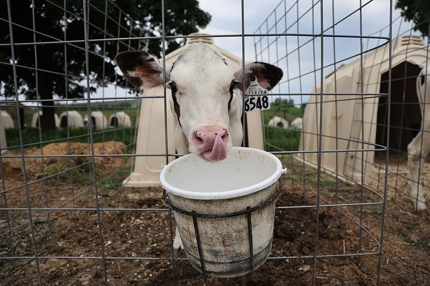 Woodstock, CT - July 9: A young cow at Fairvue Farms. (Photo by Suzanne Kreiter/The Boston Globe via Getty Images)