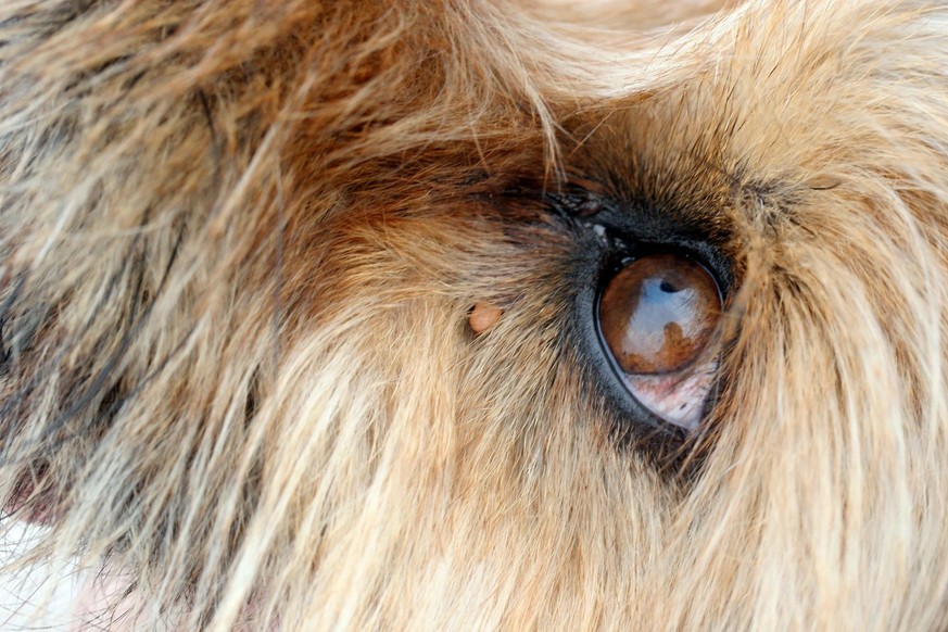 Les vétérinaires estiment que les produits anti-tiques sont nécessaires, malgré les risques, pour protéger les animaux et les humains.