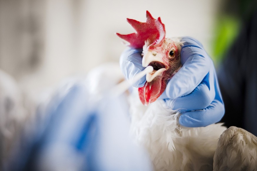 Werner Widmer, Amtlicher Tierarzt Kanton Aargau, demonstriert wie er eine Probe fuer einen PCR-Test bei einem Huhn nimmt, am Donnerstag, 9. Dezember 2021 in Wegenstetten. Nach Ausbruch einer hochanste ...