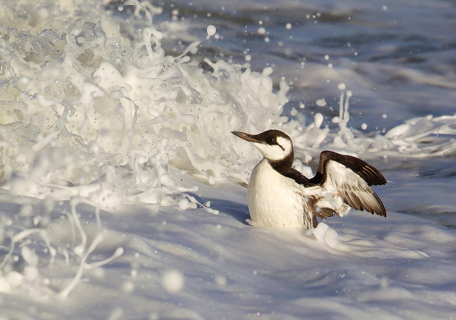 L&#039;Alaska déplore la mort de 4 millions de Guillemots de Troïl