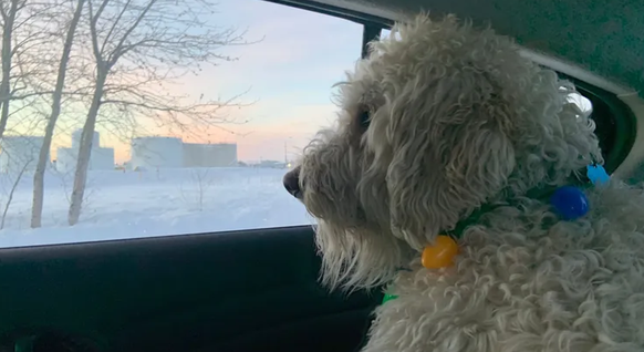 Bergie, le Goldendoodle du journaliste Bastiean Brauns