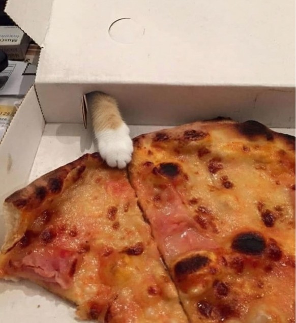 Die lustigsten fails der Woche: Katze tatzt Pizza