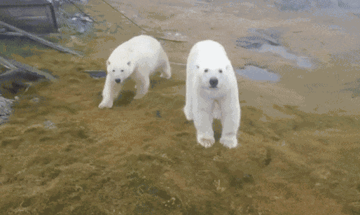 GIF animé