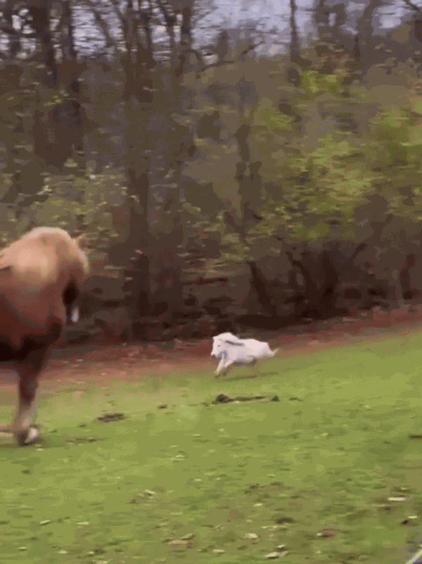 GIF animé