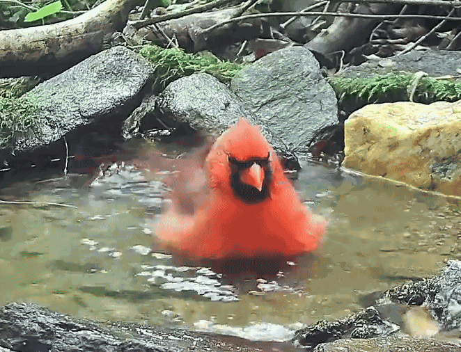 GIF animé