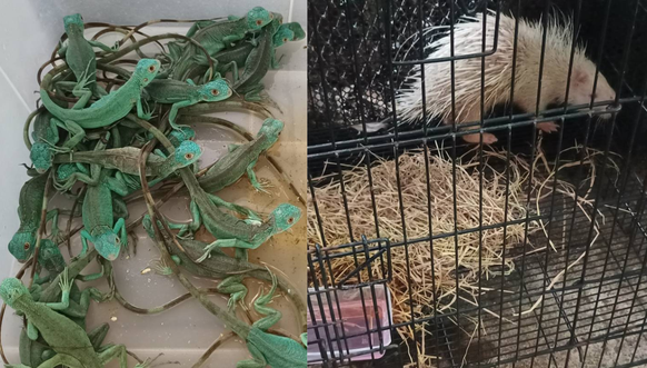 Une partie des animaux retrouvés dans les bagages des femmes à Bangkok