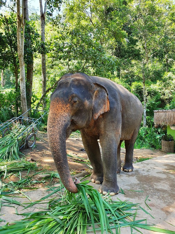 cute news tier elefant

https://www.reddit.com/r/Elephants/comments/19df3s1/elephant_grabbing_leaves_with_the_trunk/