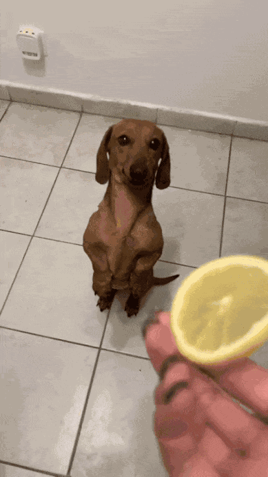 GIF animé