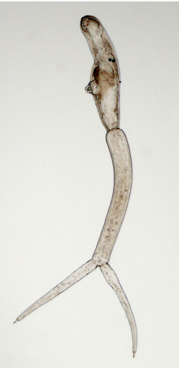 Vue au microscope d'une cercaire de Trichobilharzia regenti (en), une des espèces responsables de dermatite cercarienne dans les lacs européens[1]. Cette larve mesure moins d'un millimètre.
