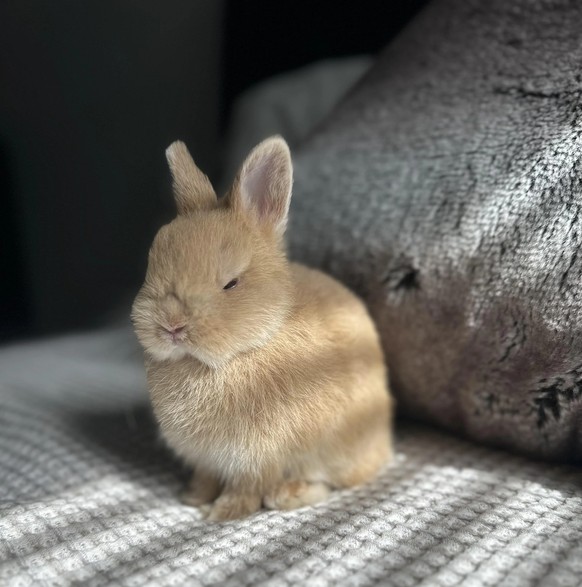 cute news tier hase

https://www.reddit.com/r/aww/comments/13pok9v/my_sister_brought_this_guy_home/