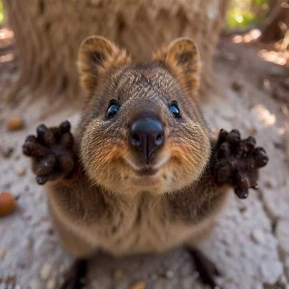 cute news tier quokka

https://ch.pinterest.com/pin/1121888957181297876/
