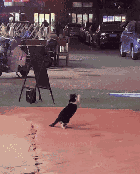 GIF animé
