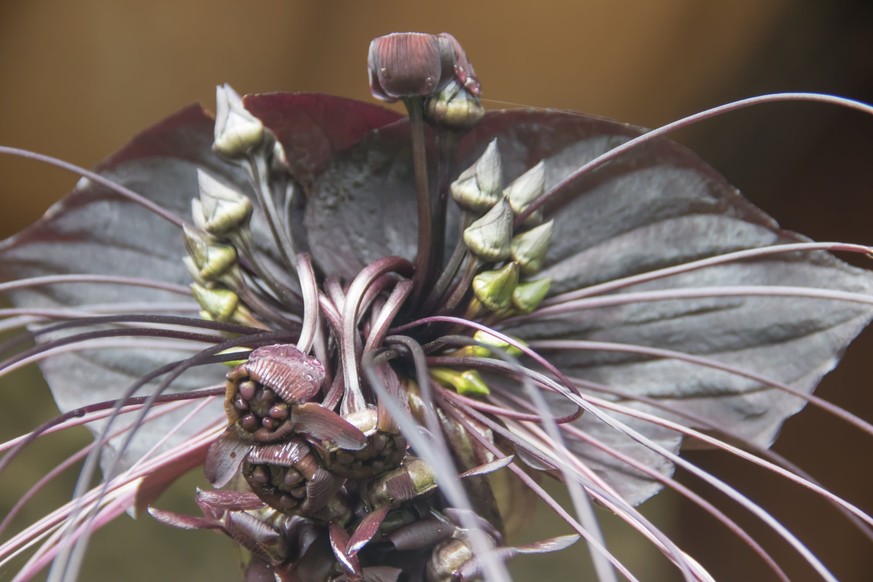 Tacca chantrieri.