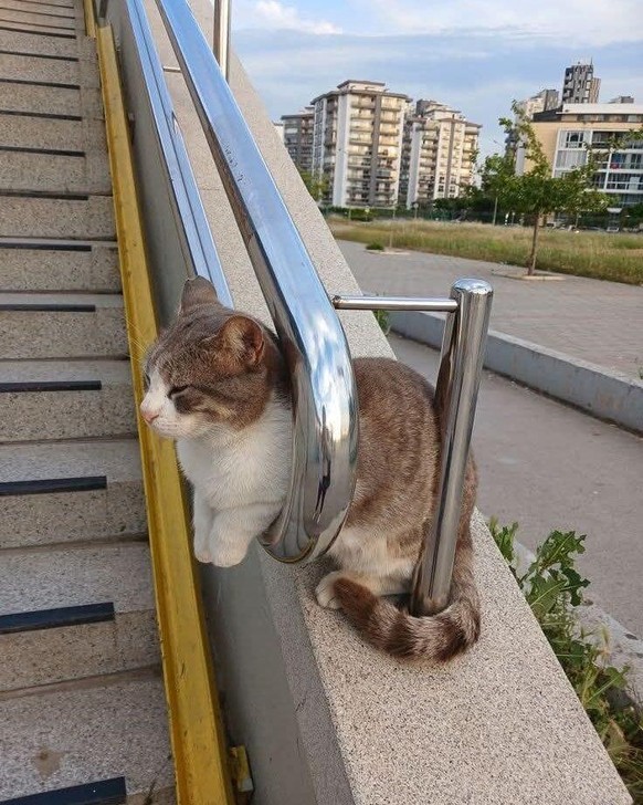 cute news tier katze

https://www.reddit.com/r/IfIFitsISits/comments/1qi2w2a/if_i_fit_i_sits/