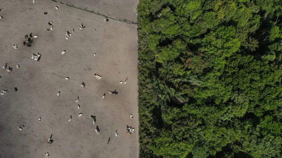 Une vue aérienne montre la forêt amazonienne divisée par une zone d'élevage de bétail.