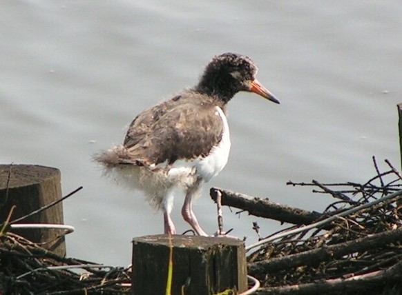 cute news tier vogel austernfischer
