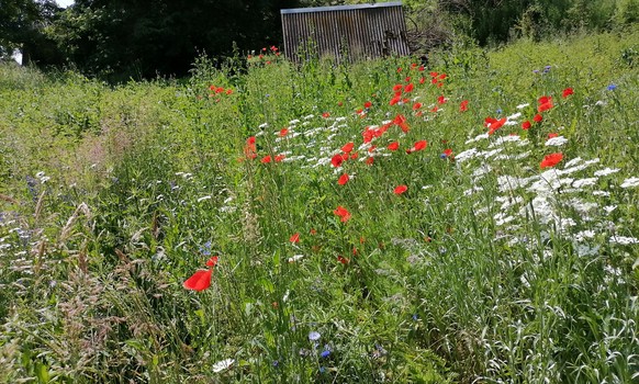 Blumenwiese Biodiversität Garten