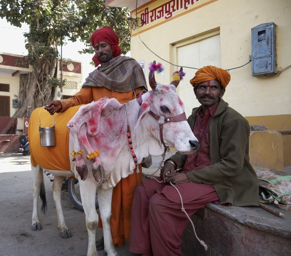 Inde, Rajasthan, Pushkar, des hommes indiens et une vache sacrée.