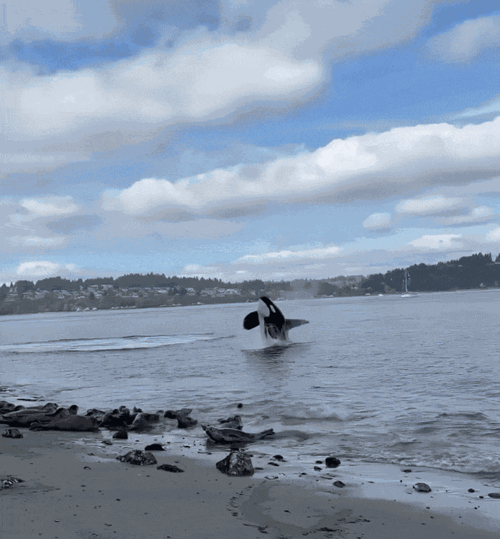 GIF animé