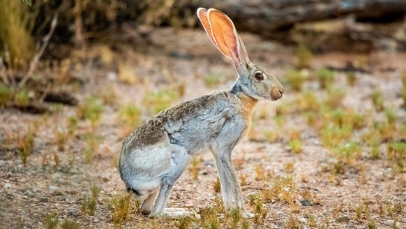 Antelope Jackrabbit - die größten nordamerikanischen Kaninchen (Lepus Alleni) und Hares
Antilopenhase