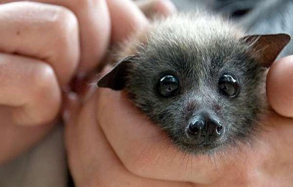 cute news animal tier fledermaus

https://imgur.com/gallery/hiiN9JY