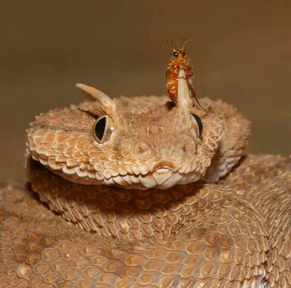 cute news tier 

https://www.reddit.com/r/Damnthatsinteresting/comments/1v4hefe/this_tiny_insect_clinging_to_the_head_of_a_horned/