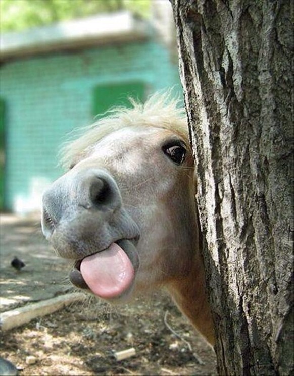 cute news tier pferd

https://ch.pinterest.com/pin/1121888957185074847/