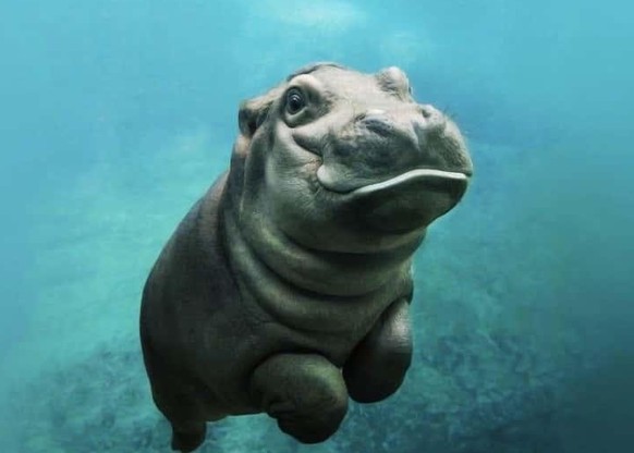 cute news animal tier hippo

https://imgur.com/t/aww/kbIwpir