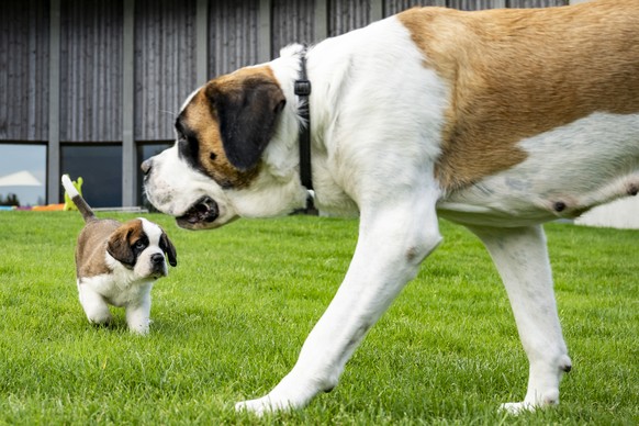 Un chiot du Saint-Bernard joue dans le parc pour chiots a cote de sa mere lors d&#039;une visite de presse a l&#039;occasion de l&#039;inauguration officielle du nouveau Barryland le jeudi 26 juin 202 ...