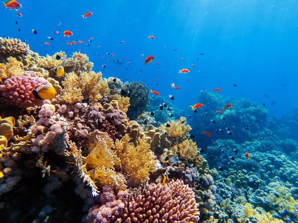 Jusqu&#039;à 99% des coraux sont en danger.