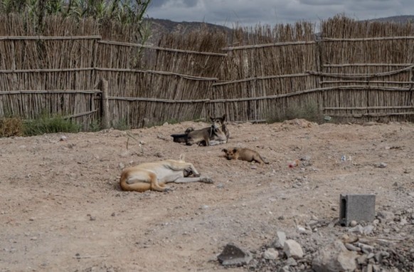 Les chiens errants sont tenus pour responsables de plusieurs décès à Taghazout.