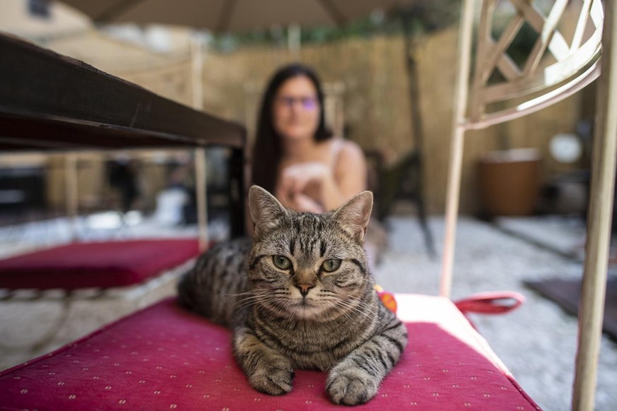 Besucher des Zuercher Katzencafes Casa del Gato streicheln und erfreuen sich an den fuenf Katzen, die das Restaurant bewohnen, aufgenommen am Donnerstag 10. Juni 2021 in Zuerich. (KEYSTONE/Ennio Leanz ...